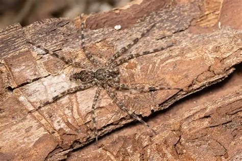fishing spider|Fishing Spider (Dolomedes): Facts, Identifications, & Pictures.